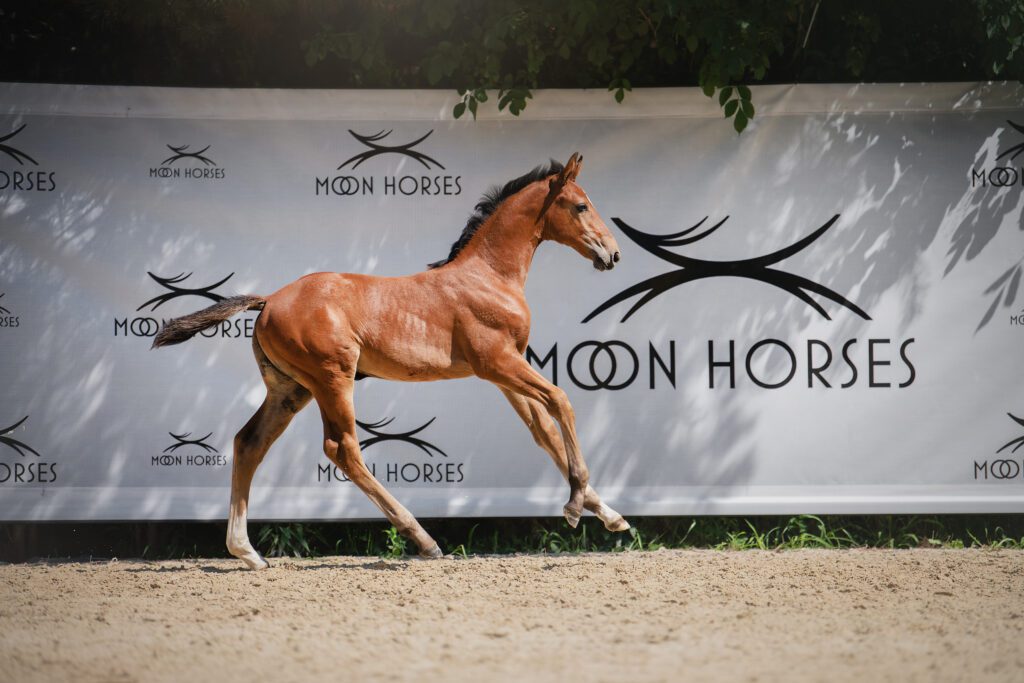 Vagabond de la Pomme